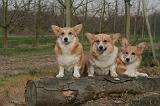 CORGI PEMBROKE 1398